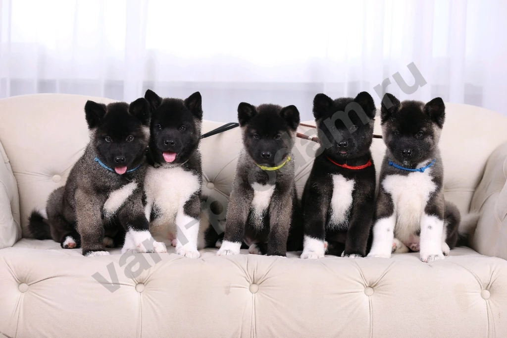 Щенки Американской Акиты