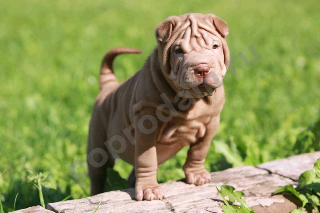 Шарпей шоколадная девочка