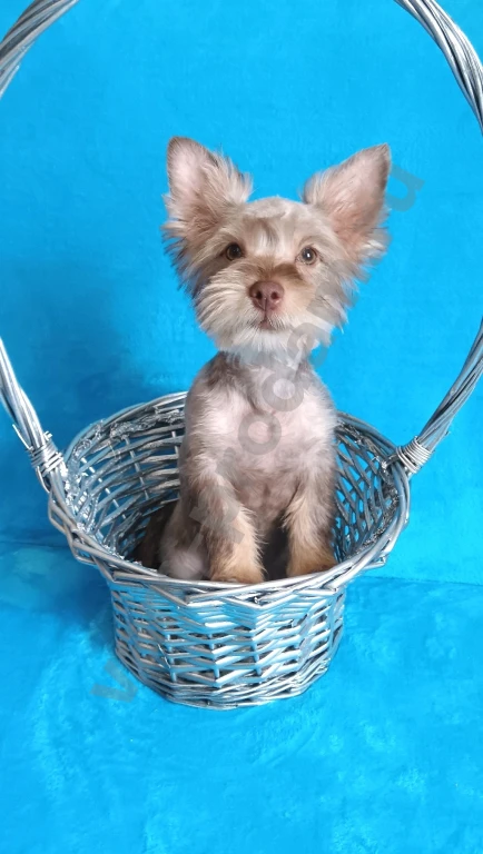 Щенок цветного йорка