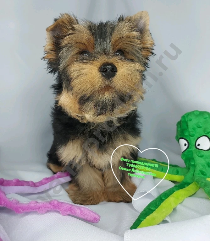 Щенки породы Йоркширского терьера