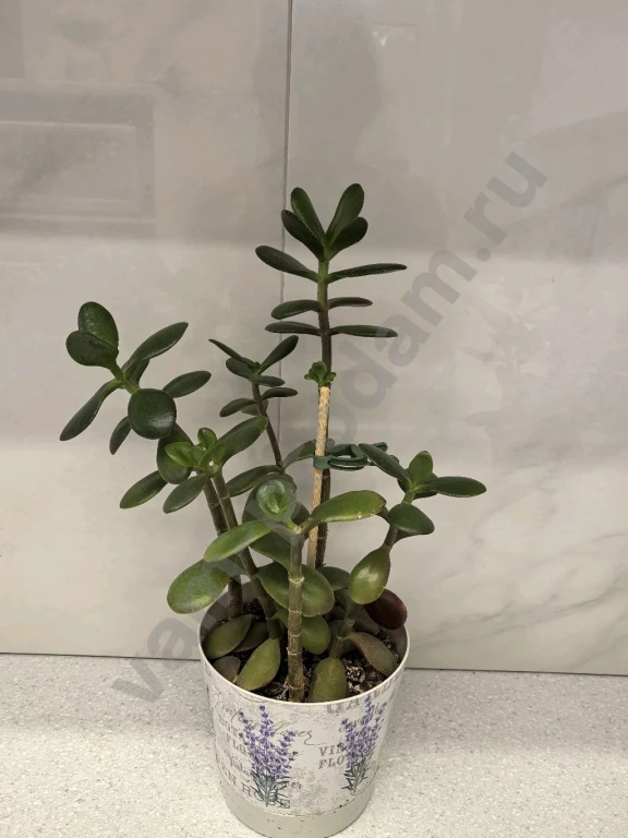 Красула/ денежное дерево