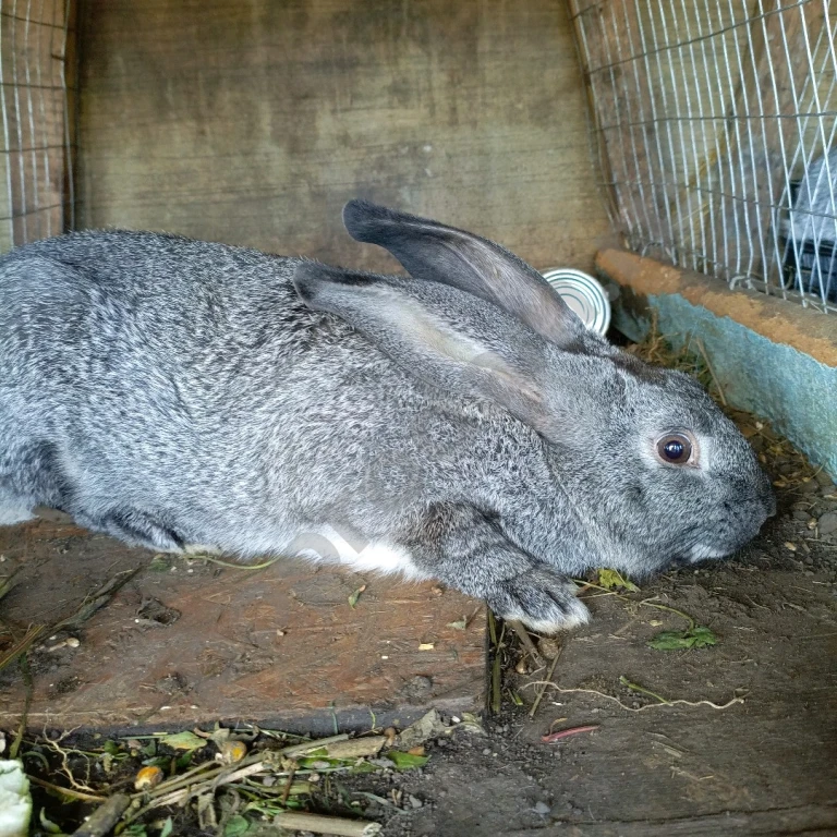 Продам кроликов самцов мясной породы