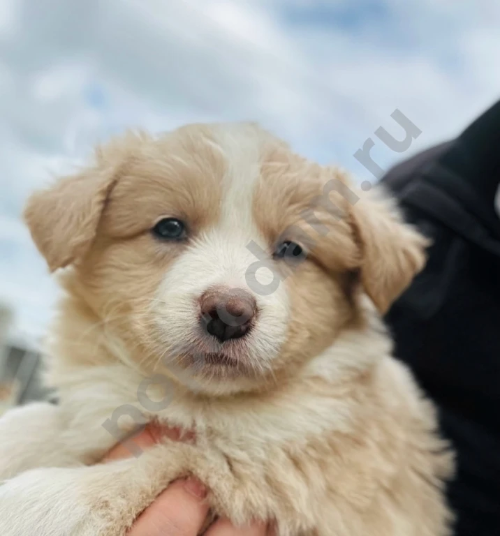 Бордер колли