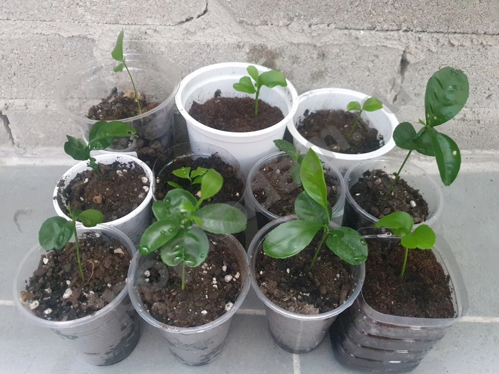 Комнатные растения