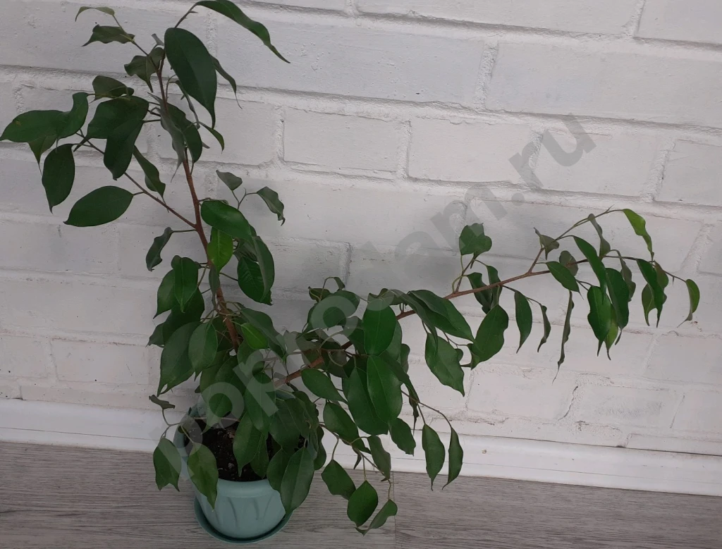 Фикус Бенджамина