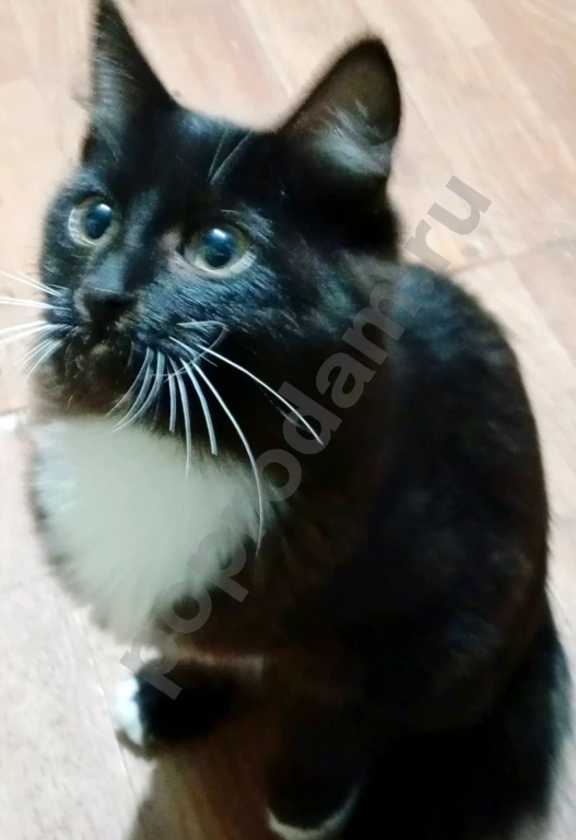 Отдам котят в хорошие руки (Чита)