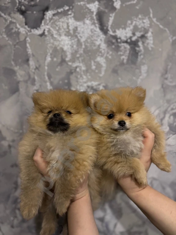 Щенки Шпица