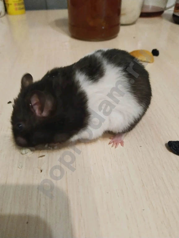 Сирийский хомяк