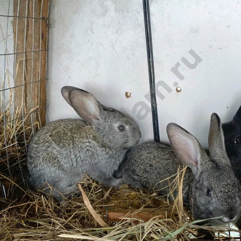Продам крольчих на племя