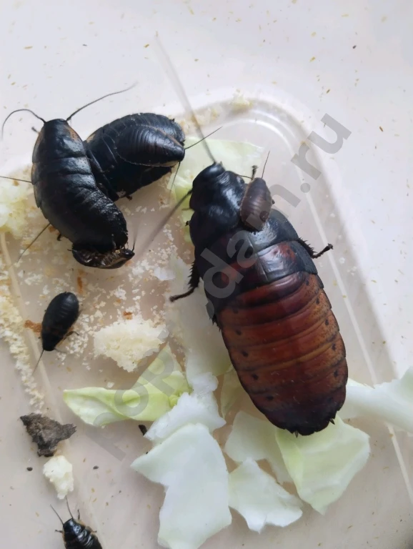 Мадагаскарские тараканы