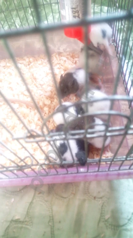 Крысы милые пушистые всего 70 рб (самовывоз)