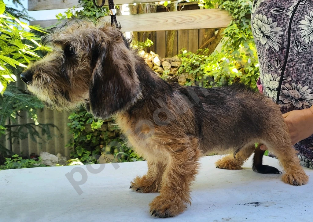 Такса жесткошерстная