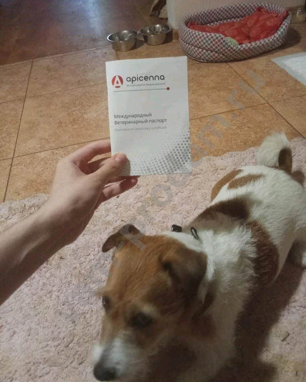 Передержка