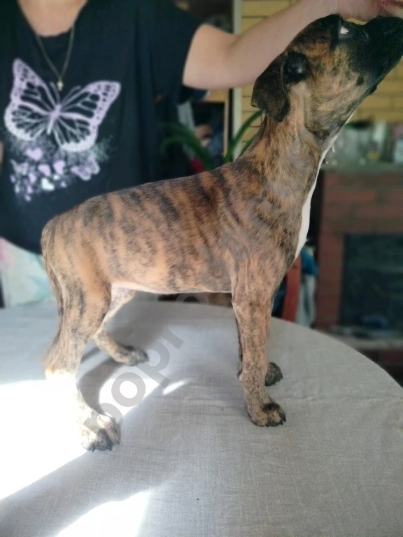 Немецкий боксер