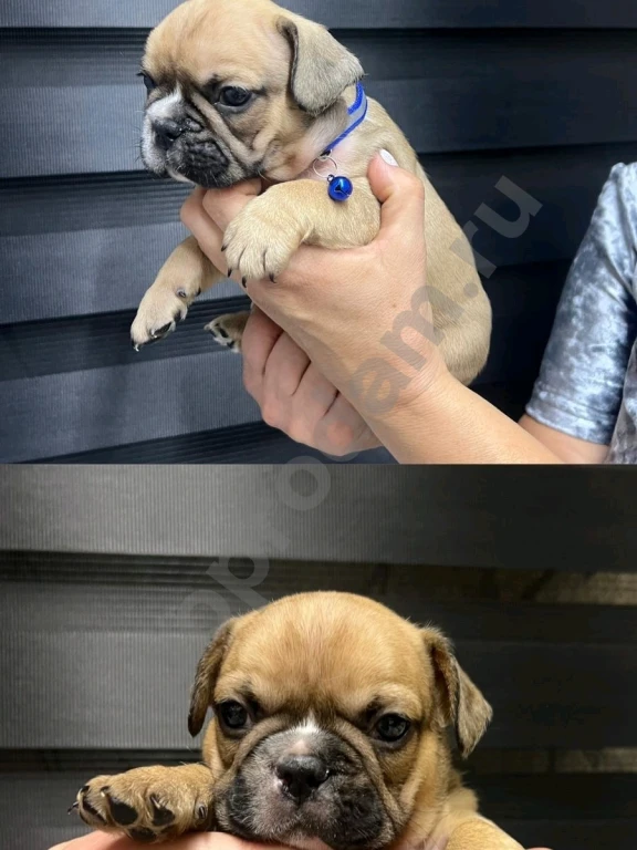 Французский бульдог