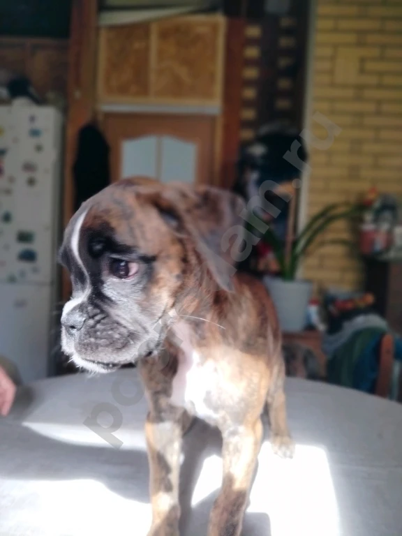 Немецкий боксер