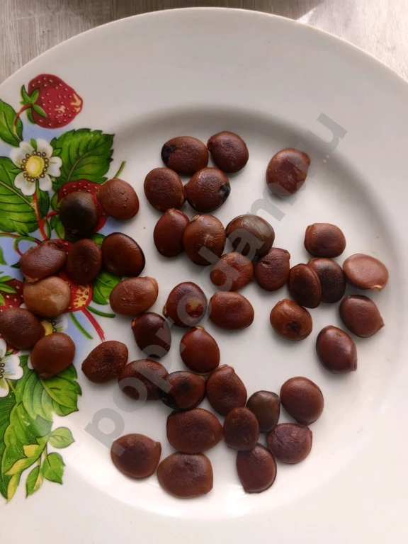 Семена хурмы виргинской.