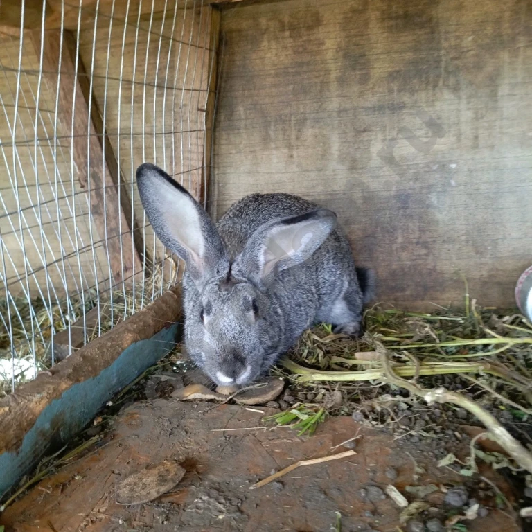 Продам кроликов самцов мясной породы