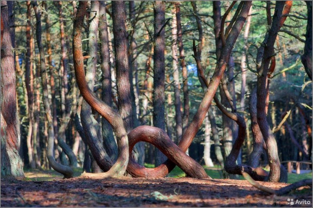 Легенды Куршской косы