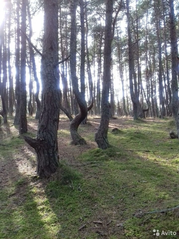 Экскурсия на Куршскую косу