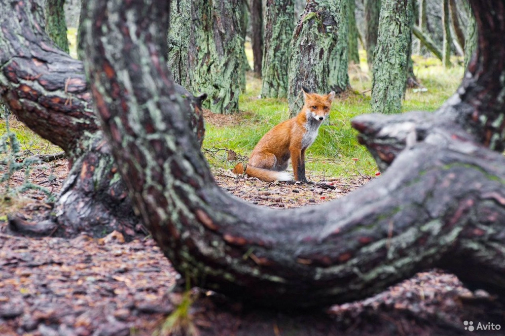 Экскурсии в Калининграде и области