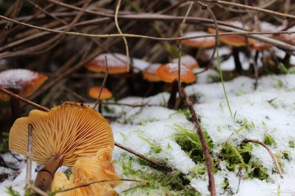 Новогодняя экскурсия в «Волшебный лес»