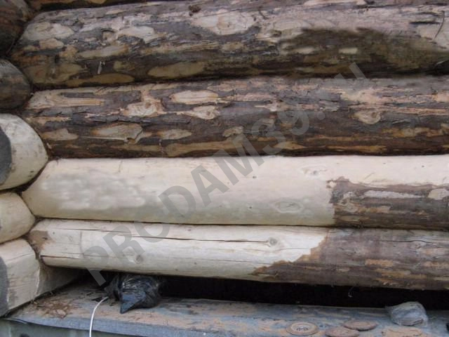 Шлифовка срубов