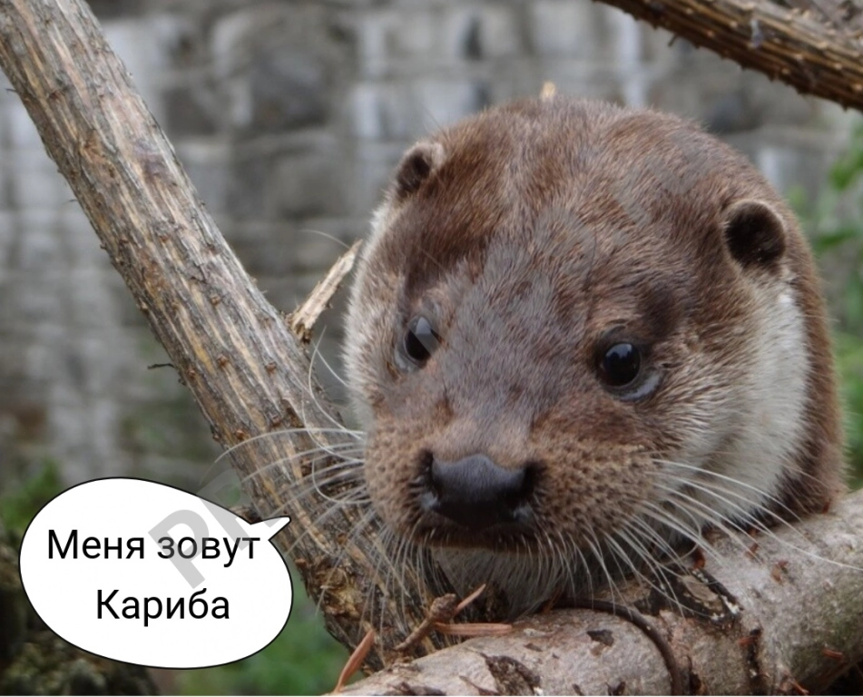 Аудиомаршрут 