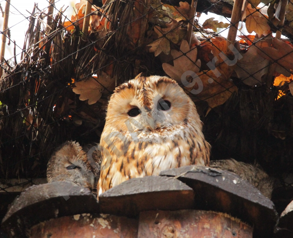 Аудиомаршрут 