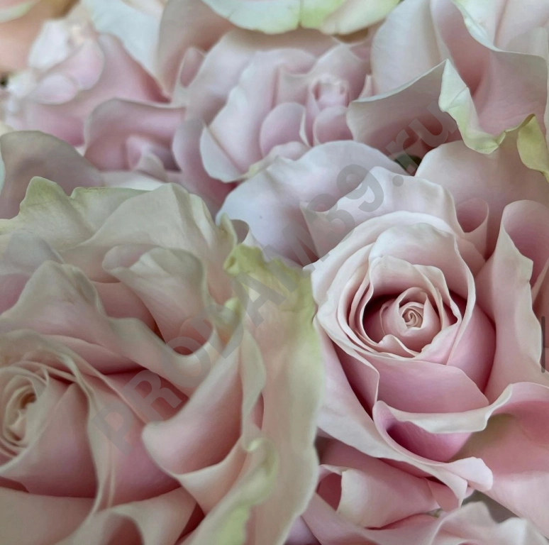 Пинк Мондиаль_