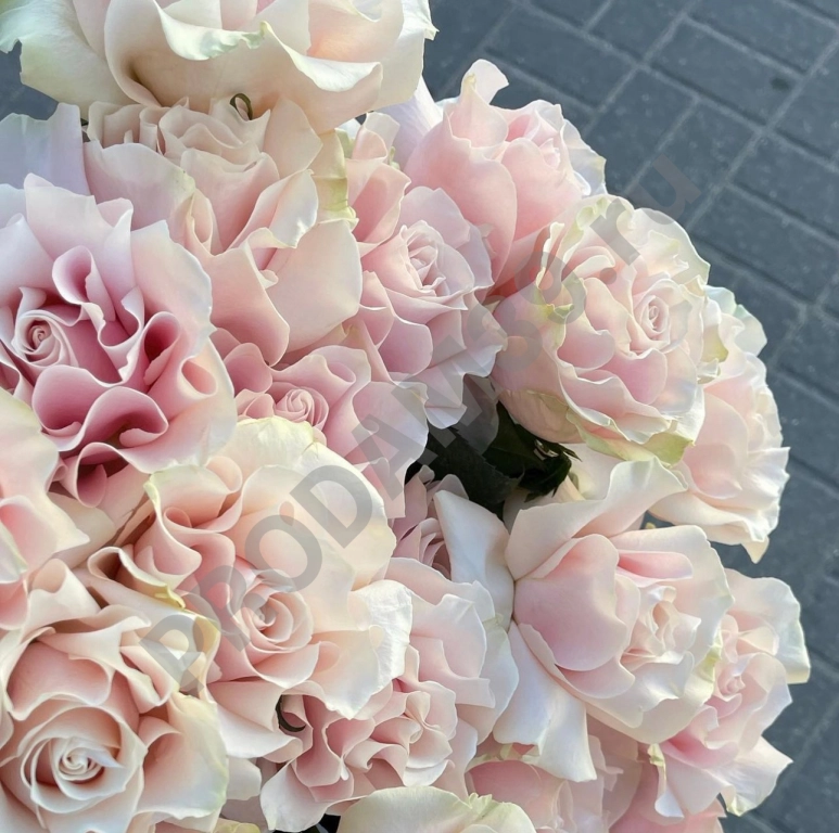 Пинк Мондиаль_