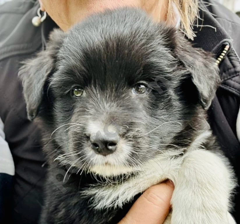 Бордер колли