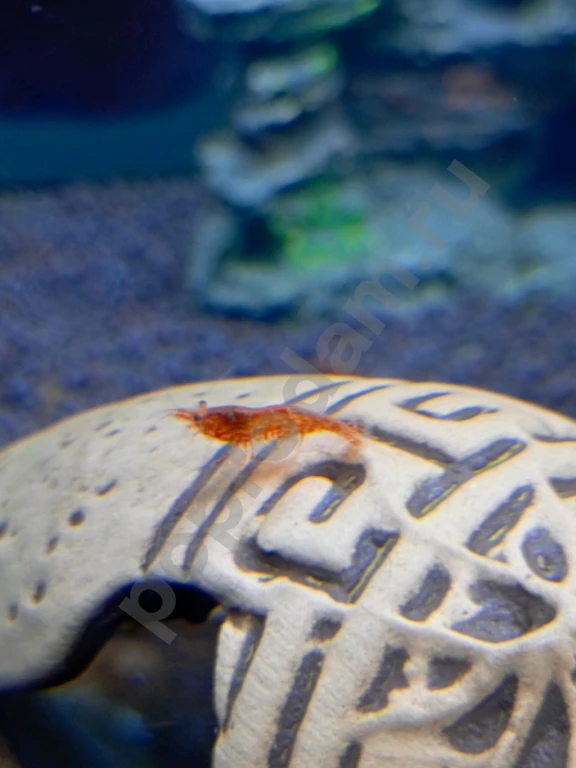 Креветки аквариумные