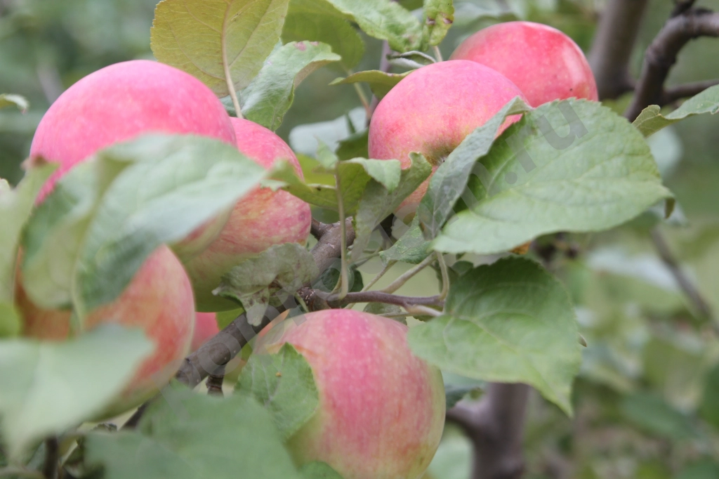 Саженцы: яблоня, груша