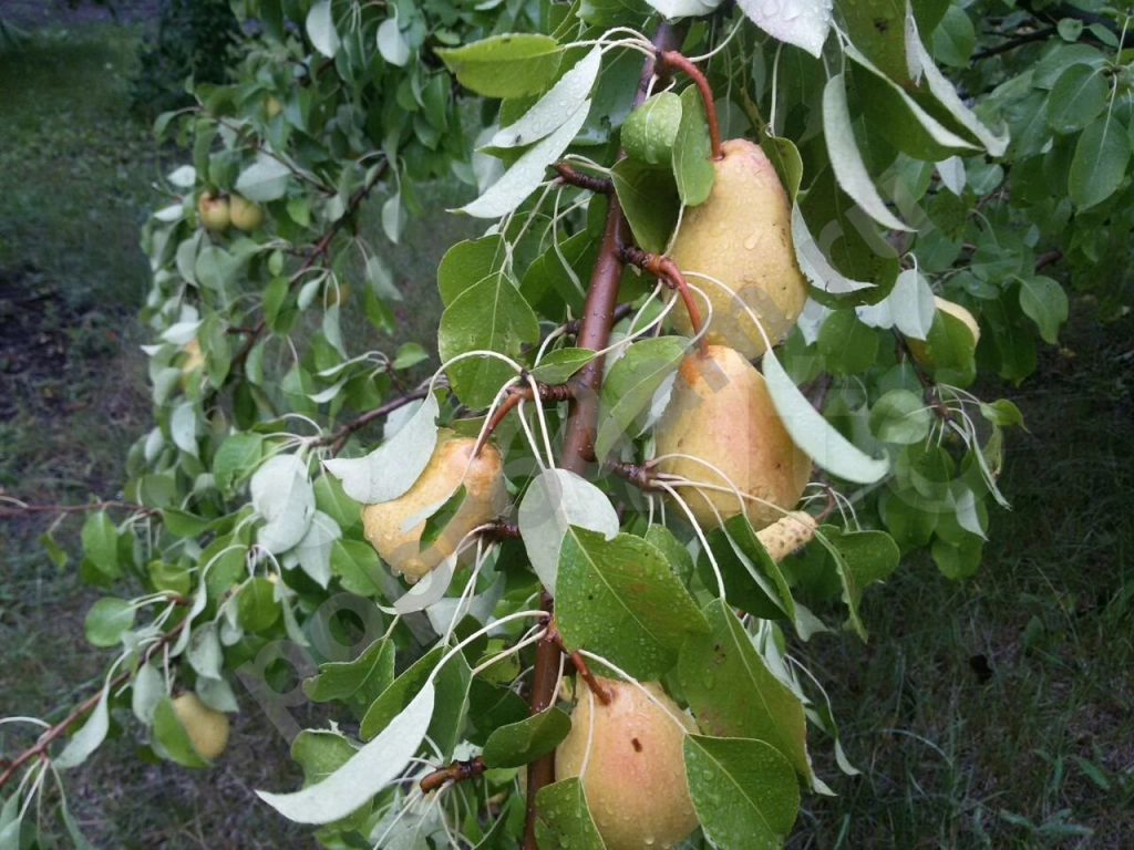 Саженцы: яблоня, груша