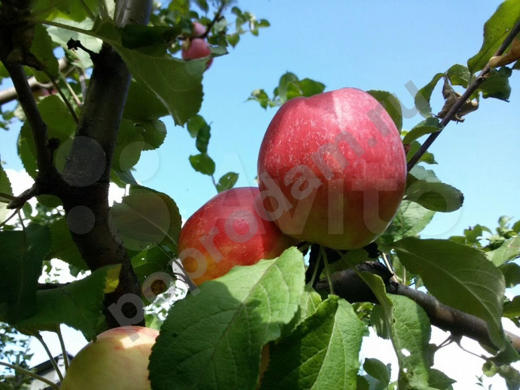 Саженцы: яблоня, груша