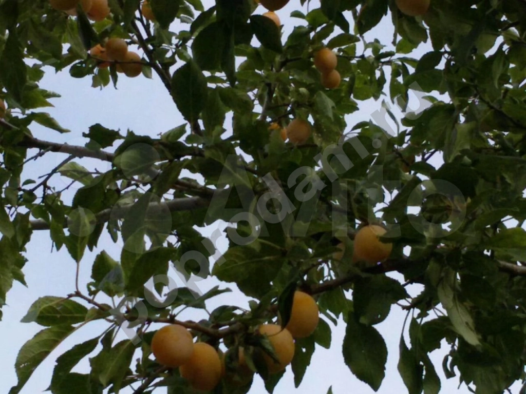 Саженцы: яблоня, груша