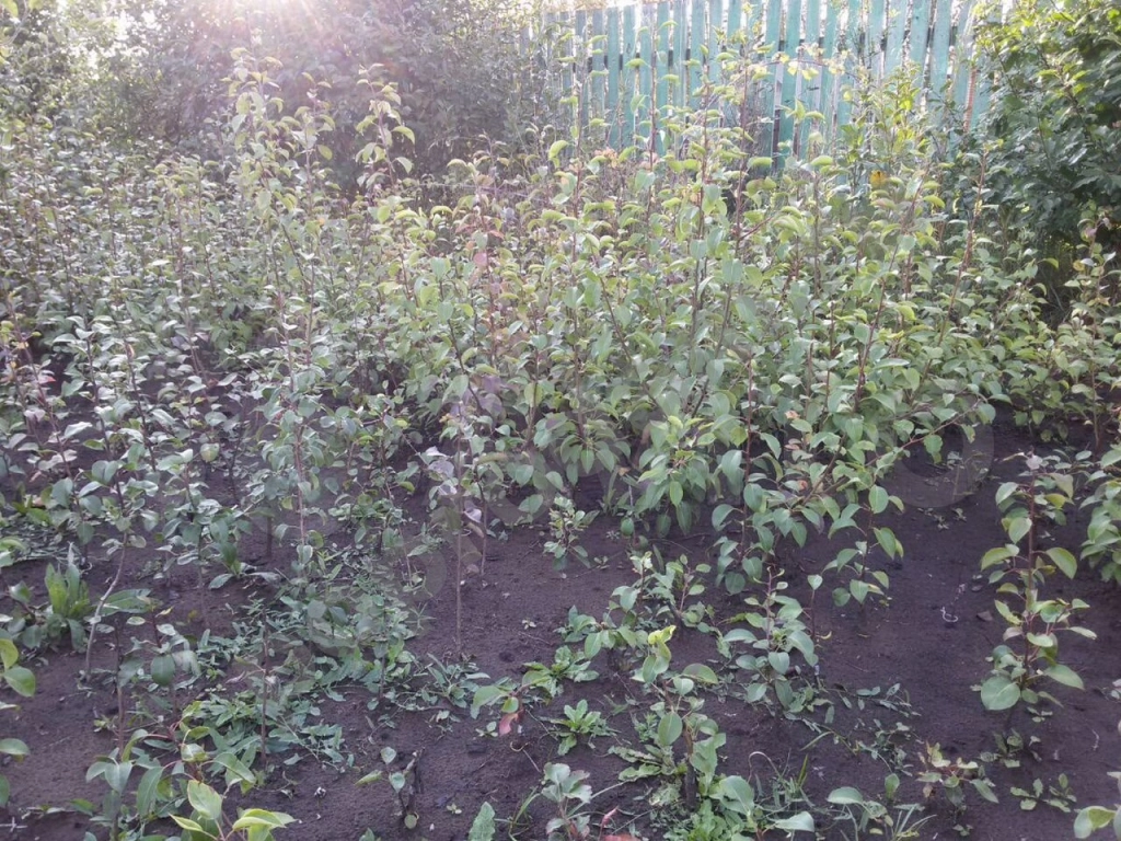 Саженцы: яблоня, груша