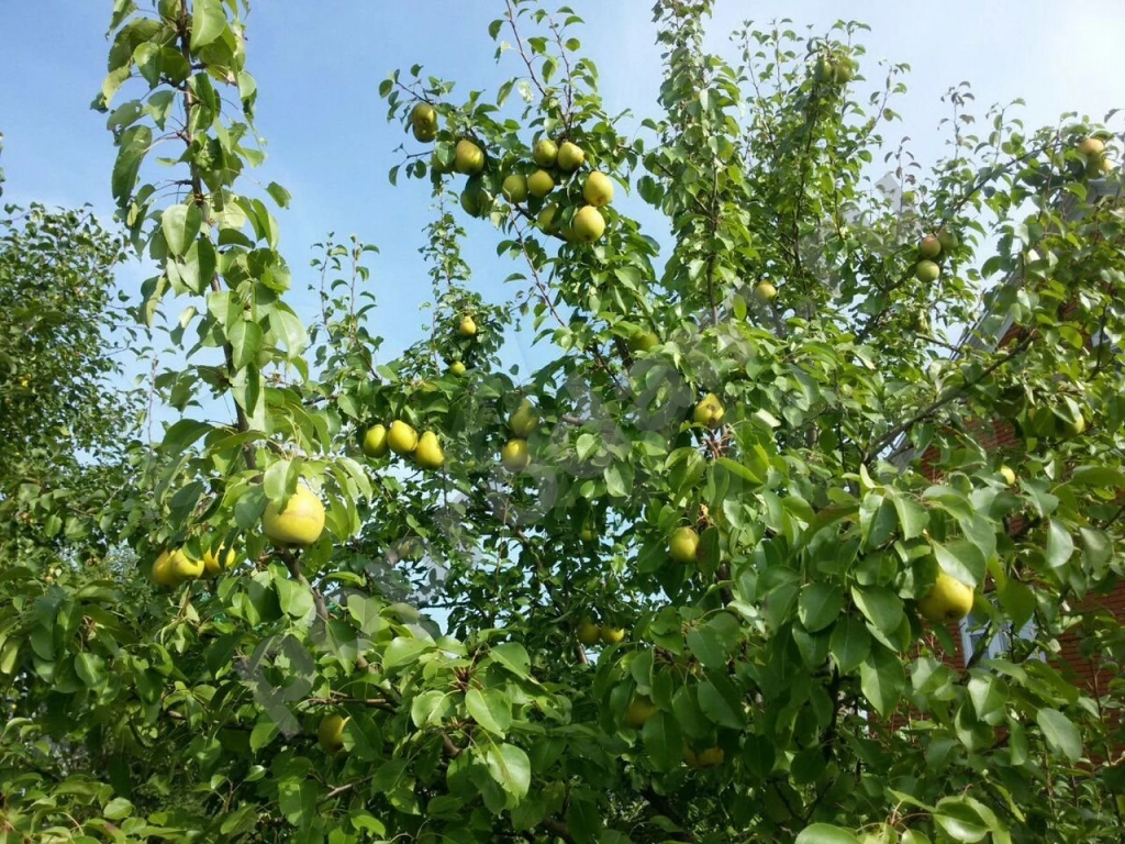 Саженцы: яблоня, груша