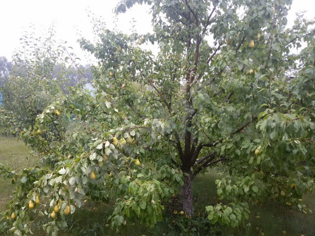 Саженцы: яблоня, груша