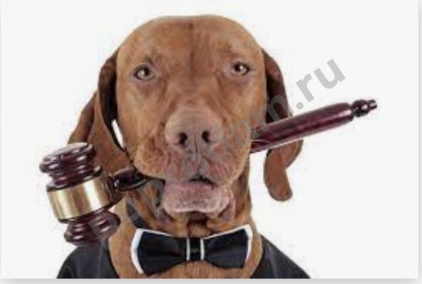 Споры с ветеринарными клиниками в любом городе России и СНГ