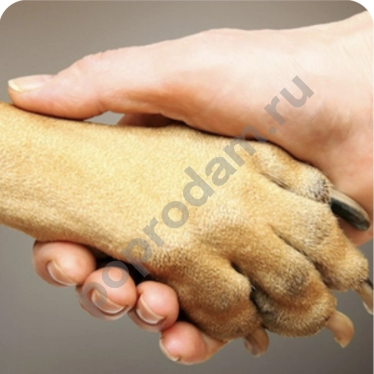 Юридические споры с Ветеринарными клиниками в С-Петербурге и Ленинградской области