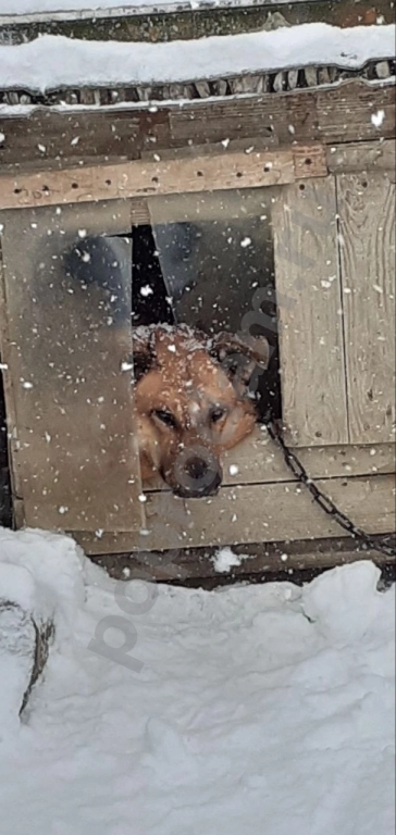 Штора ПВХ для вольера (будка) продаю