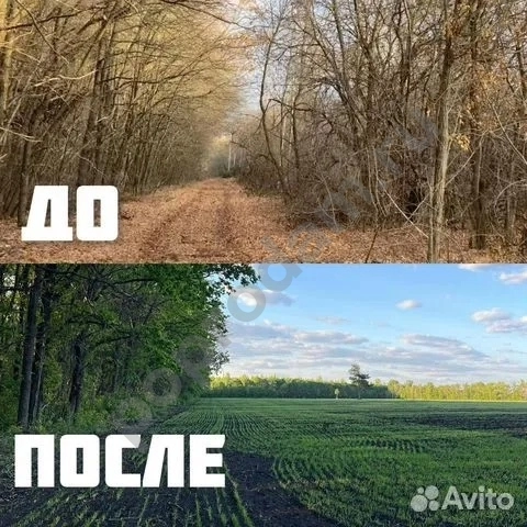 Расчистка территорий от деревьев и пней от 1 Га