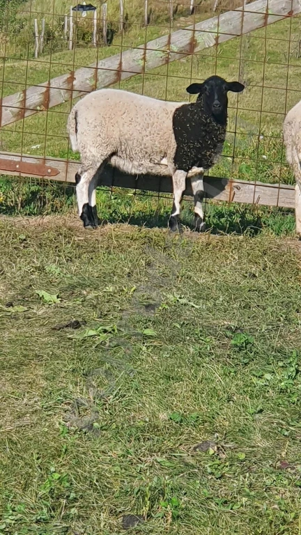 Овцы породы дорпер