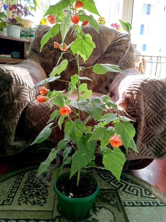 Комнатный цветок Абутилон