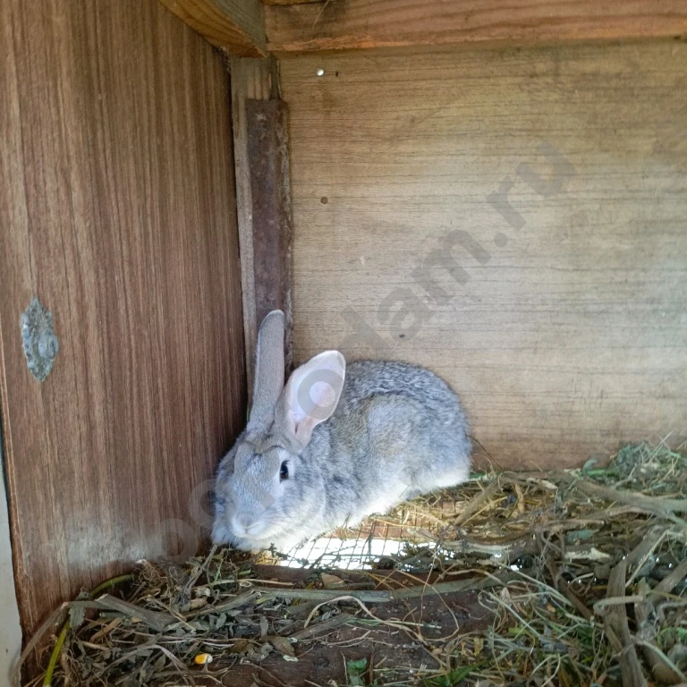 Продам кроликов самцов мясной породы