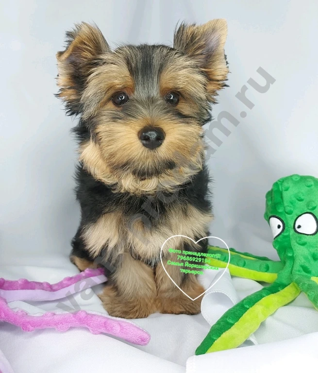 Щенки породы Йоркширского терьера