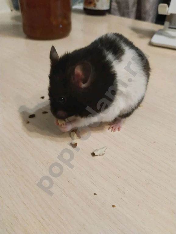 Сирийский хомяк