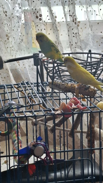 Волнистые попугаи + остальное